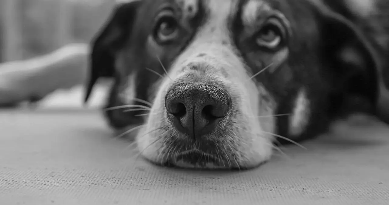 西檬之家-k9犬系是什么？字母圈新人入圈指南