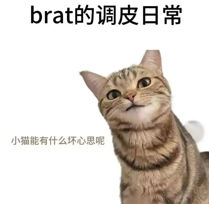 西檬之家-Sub是什么？字母圈新人入圈指南